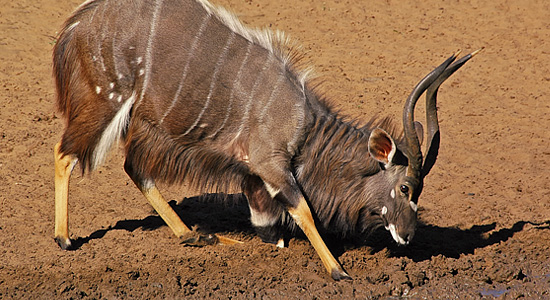 Kumasinga Hide
